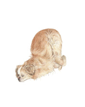 Load image into Gallery viewer, Sleeping Dog No. 21 DIGITAL DOWNLOAD